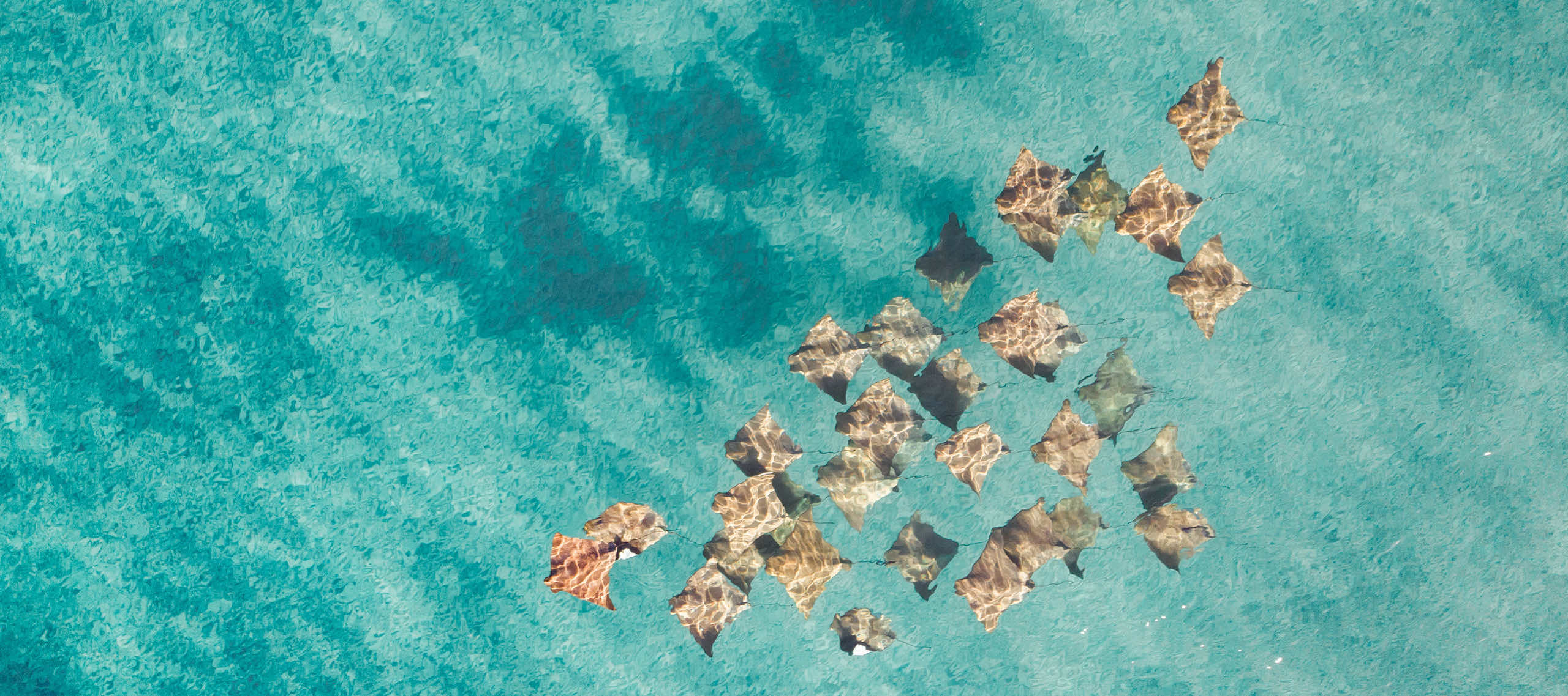 Aerial view of a pod of sting rays in blue pristine water